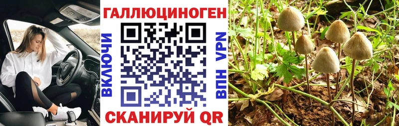 Галлюциногенные грибы Psilocybine cubensis  Купить  Калининград 